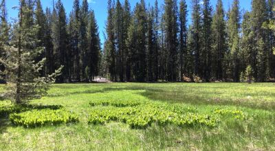 Pristine forest land with Crescent Creek - Trees - Meadows