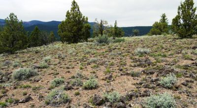 20 acres Oregon Forested Mountain land  near Lakeview & Drews Gap Summit