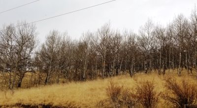 Cripple Creek Mountain Estates - Scenic Views - Residential parcel