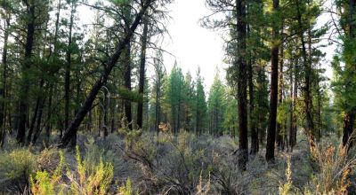 Pristine Forest land - Heavily treed - Park like settings - 2 adjoining parcels  - 40 total acres