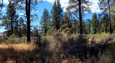 Park Like Settings on Over 2.5  acres Power at Property Line