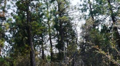 2 Adjoining Treed Lots - Privacy - Trees