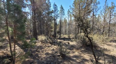 Southerly facing parcel above Sprague River Valley *  TREES