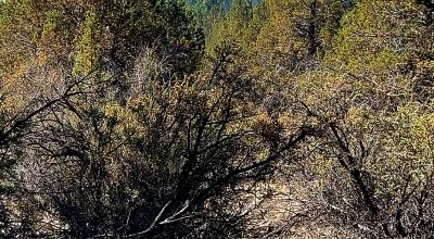 Sprague River Valley Views * Trees * Mobiles, modulars, site-builds ok