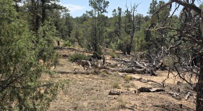 New Mexico Forested Mountain land - Borders Santa Fe National Forest & BLM Lands