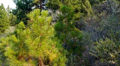 2 Adjoining Treed Lots - Privacy - Trees