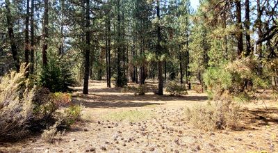 Huge trees. Wet weather stream in back * Fixer upper  or Tear it down and start over again