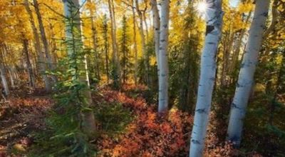 Remote Alaskan Wilderness - 1/2 mile from Hewitt Lake - Heavily treed