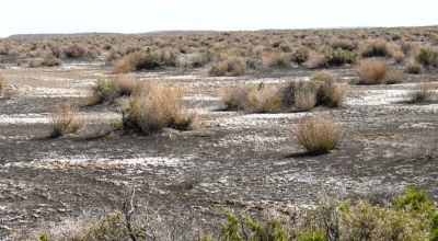 Classic Nevada Desert - Just off Hwy 95