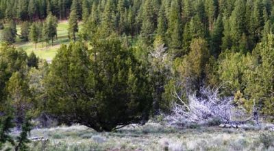 40 acre Forested parcel includes base of the hill and part of the hill - Views Trees