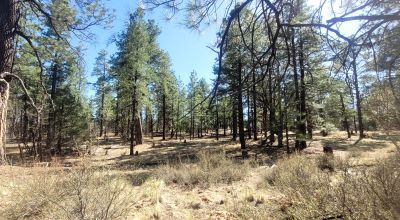 20 Acres with Trees bordering BLM lands - El Morro Ranches
