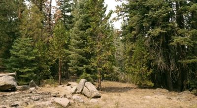 Heavily Forested property with incomplete steel pole metal roof shed/barn