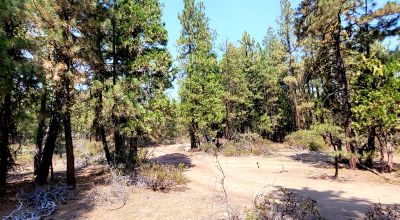 Spacious Treed Parcel - Southerly facing - 5+ acres