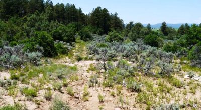 Two Adjacent Lots in Tierra Amarilla - Over One Acre - Wooded