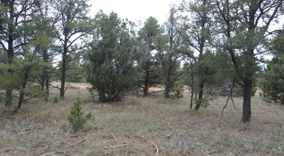 Secluded New Mexico  Land  Trees - Meadows - Roads - Peace & Quiet
