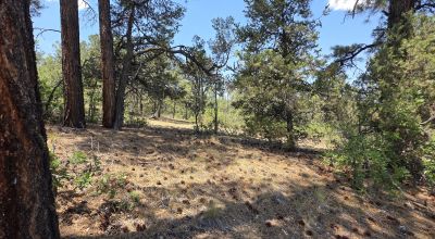 New Mexico Forested Mountain land - Borders Santa Fe National Forest & BLM Lands