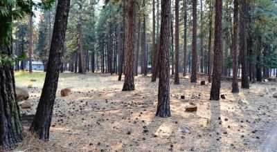 Keno Oregon Heavily Wooded Building Lot - Over One Acre - Power