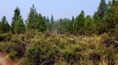 Private 481 acres - 3 sides Winema National Forest - Cooks Canyon - Pines Aspens Spruce Firs