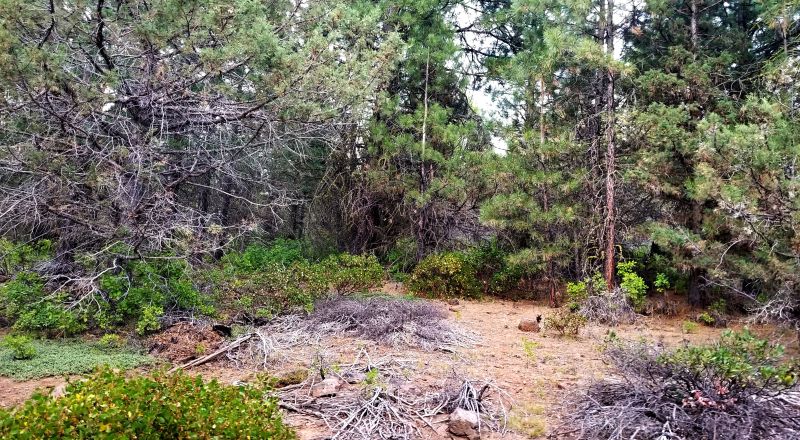 Heavily Treed Parcel - Privacy  Secluded - Bly Mountain Pass Area