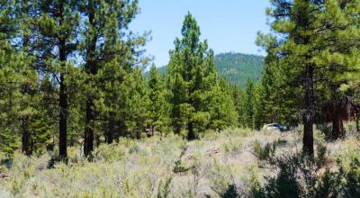 2 Parcels 5 ac + 15 ac -  Remote and off the Beaten Path Forested Parcel