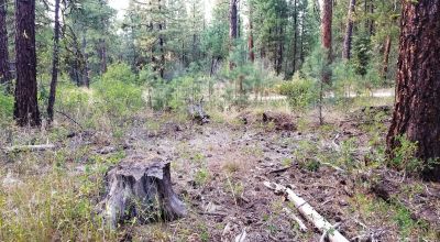 Forested Residential Buildable Parcel