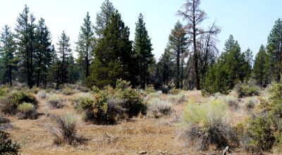 Southern Oregon Sprague River - Trees - Power - Main Road Access