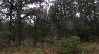 Forested Southern Oregon Property * Residential lot