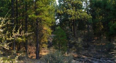 2 Adjoining Treed Lots - Privacy - Trees