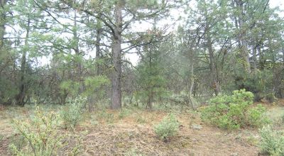 Forested Southern Oregon Property * Residential lot