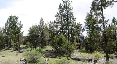 Southern Oregon Forested 10 acres - Trees - Views