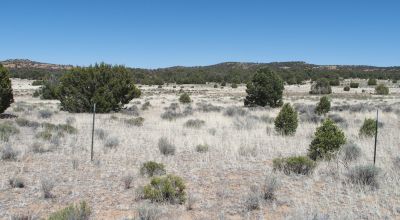10 acres -Trees and Small Hill - Candy Kitchen Area New Mexico OWF
