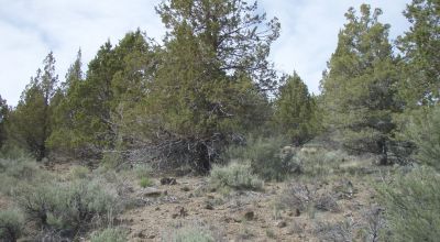 Trees - Views - Klamath Oregon land