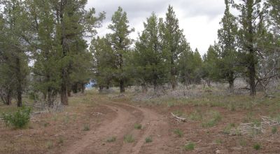 10 Treed acres Near Beatty Oregon - Owner financing available