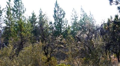 2 Adjoining Treed Lots - Privacy - Trees