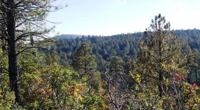 4 adjoining Lots Sacramento Mountains 35 miles south of Cloudcroft New Mexico