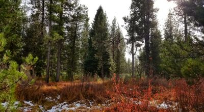 Pristine forest land with Crescent Creek - Trees - Meadows