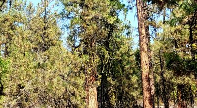 Spacious Treed Parcel - Southerly facing - 5+ acres