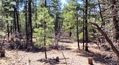 20 Acres with Trees bordering BLM lands - El Morro Ranches