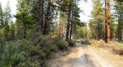 Pristine Forest land - Heavily treed - Park like settings - 2 adjoining parcels  - 40 total acres