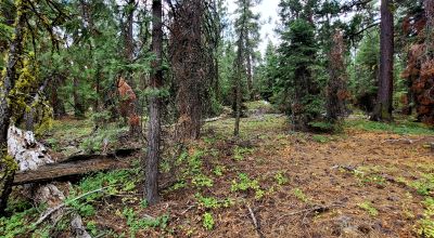 Near Bly Mountain Pass - Huge Trees, Huge Views - Residential Homesite in the trees