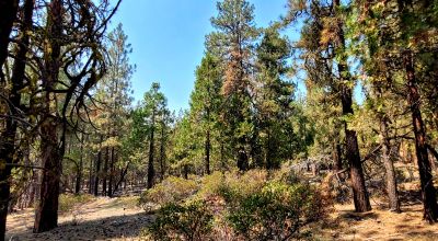 Spacious Treed Parcel - Southerly facing - 5+ acres