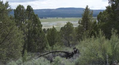 Trees - Views - Klamath Oregon land