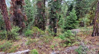 Near Bly Mountain Pass - Huge Trees, Huge Views - Residential Homesite in the trees