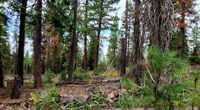 Near Bly Mountain Pass - Huge Trees, Huge Views - Residential Homesite in the trees