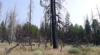 2 adjoining undeveloped residential Lots near Beatty Oregon  * REDUCED due to fire several years ago