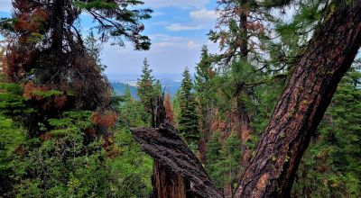 Near Bly Mountain Pass - Huge Trees, Huge Views - Residential Homesite in the trees