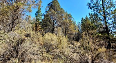Southerly facing parcel above Sprague River Valley *  TREES