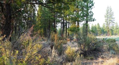 Pristine Forest land - Heavily treed - Park like settings - 2 adjoining parcels  - 40 total acres