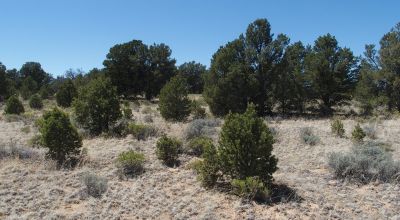 10 acres -Trees and Small Hill - Candy Kitchen Area New Mexico OWF
