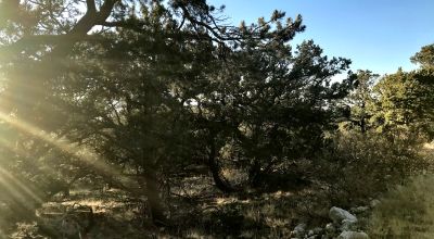 1.17 Acres in the Gated Zapata Community